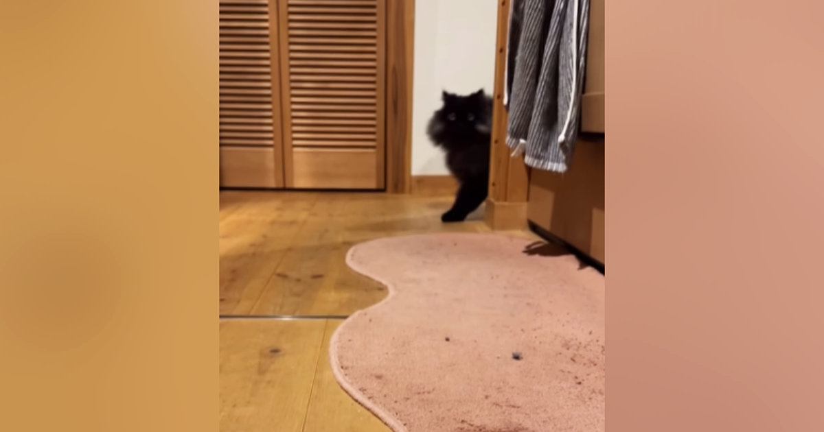 『おいで』と呼ばれた猫→トコトコと近づいてきて…とんでもなく尊い『愛おしさ満載の反応』が26万再生「想像以上に可愛い」「声出た」
