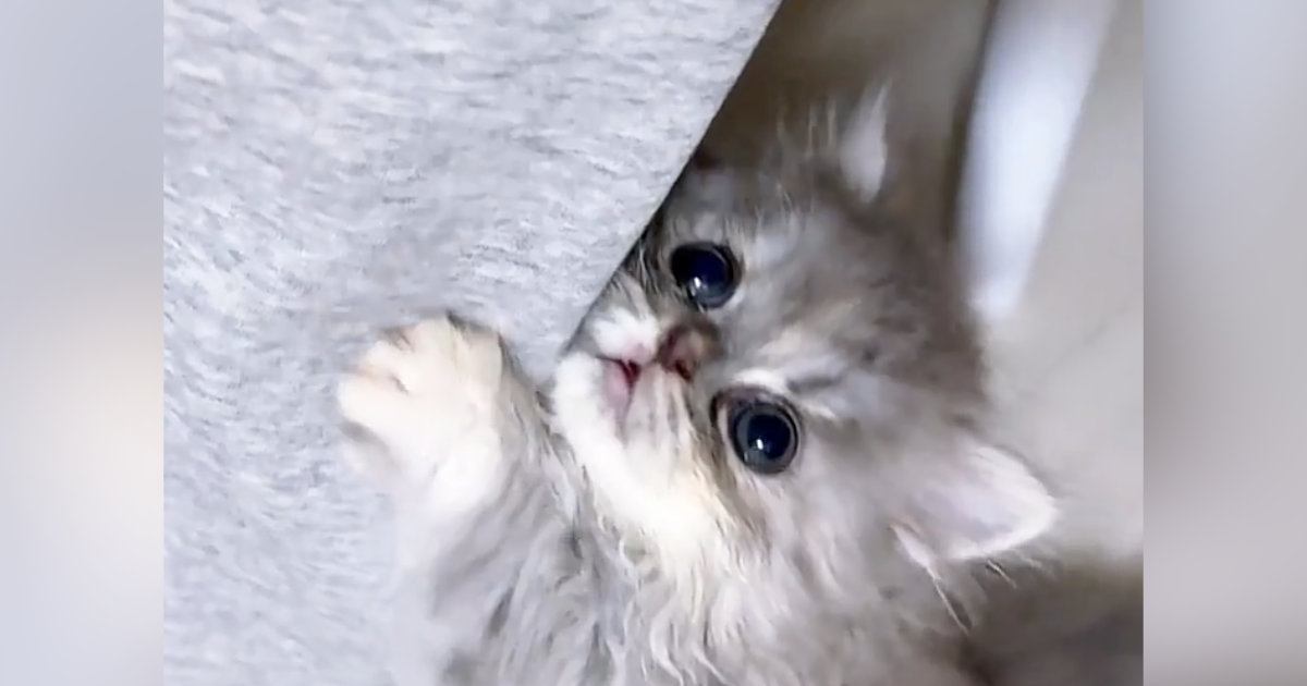 『かまって！』と猛アピールしてきた子猫→膝に乗せてあげると…悶絶必至の光景に「思わず声が出た」「キュルキュルすぎる」と13万再生