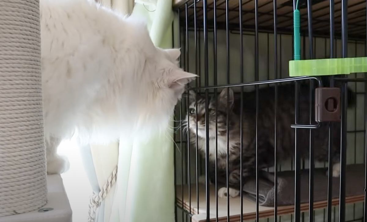 『初めてケージから出た保護猫』→先住猫と対面したら…まさかまさかの反応が凄すぎると４万再生の反響「良い兄弟になりそう」「本当に驚いた」
