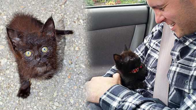 突然かけ寄ってきた小さな子猫…永遠の家族と出会い幸せに！