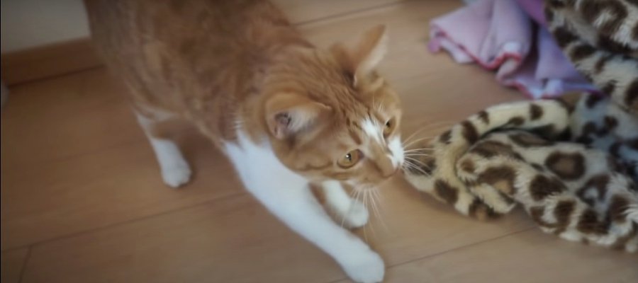 猫ちゃん達の特別なおやつタイム♪