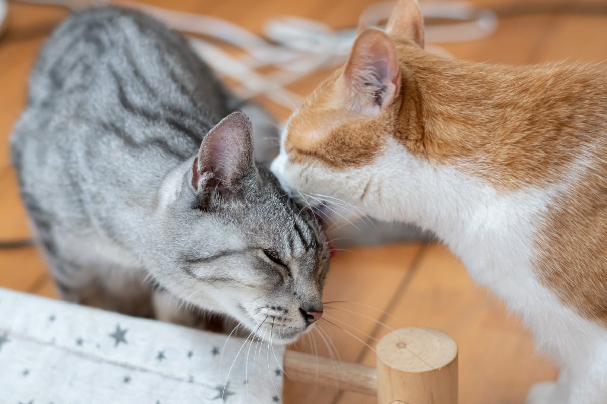 猫が『グルーミング』を欠かさない理由4選　意外な役割やさまざまなメリットを解説