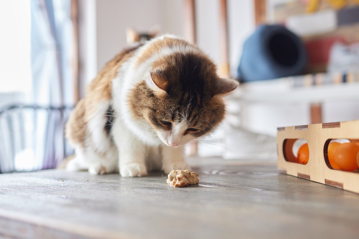 猫が食べてすぐ『吐いてしまう』…これ病気？考えられる4つの原因と対処法