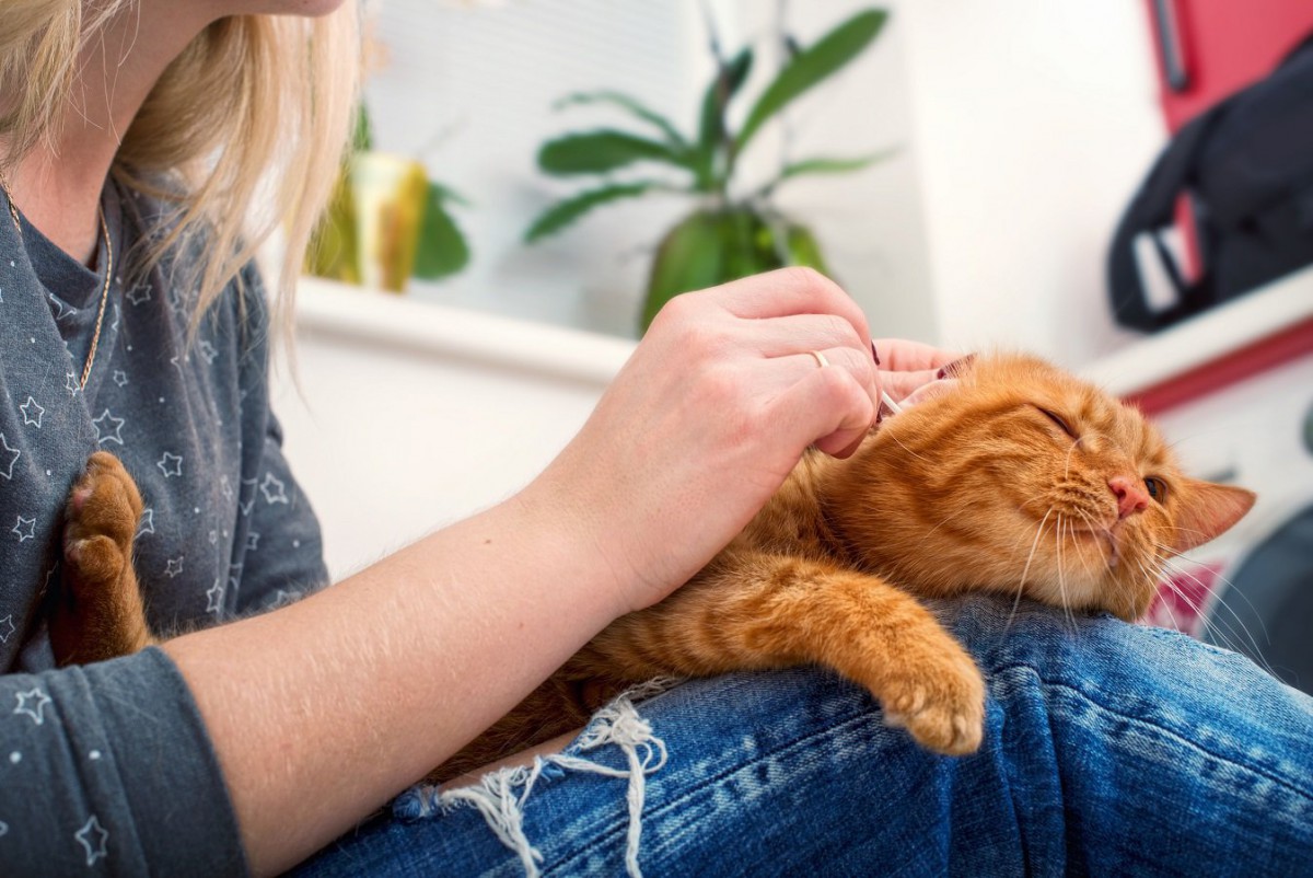 猫の『耳のお手入れ』はしてる？掃除をしない場合のリスクと2つのケア方法