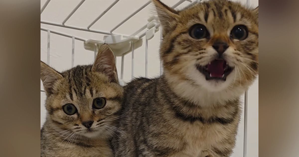 まったく人に懐かなかった『警戒心の強い保護子猫』…新しい家族に愛され『変化した様子』が75万再生「涙が出た」「幸せな気持ちになった」