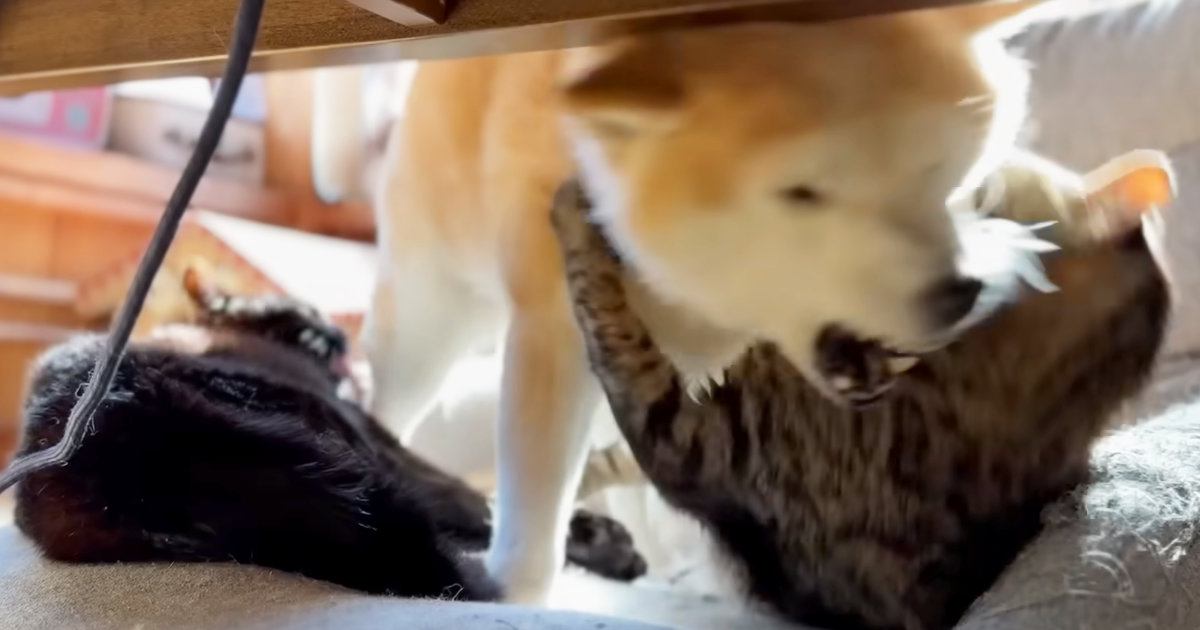 仲良く毛づくろいをしていた2匹の猫→『柴犬が乱入』してきた結果…微笑ましい光景に反響「それぞれの性格が出てて面白い」「冷静に見てるｗ」