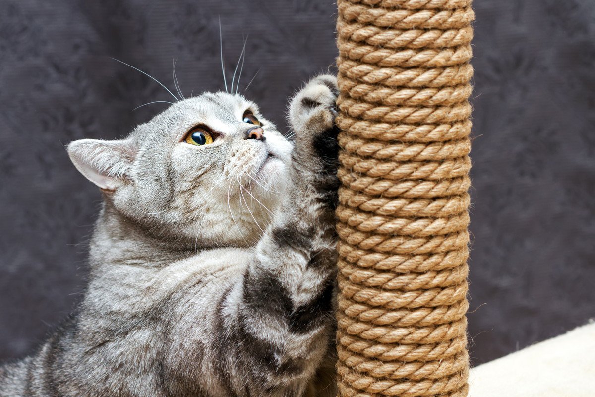 猫を『ストレスから守る』ための4つの工夫　メンタルケアの大切さも