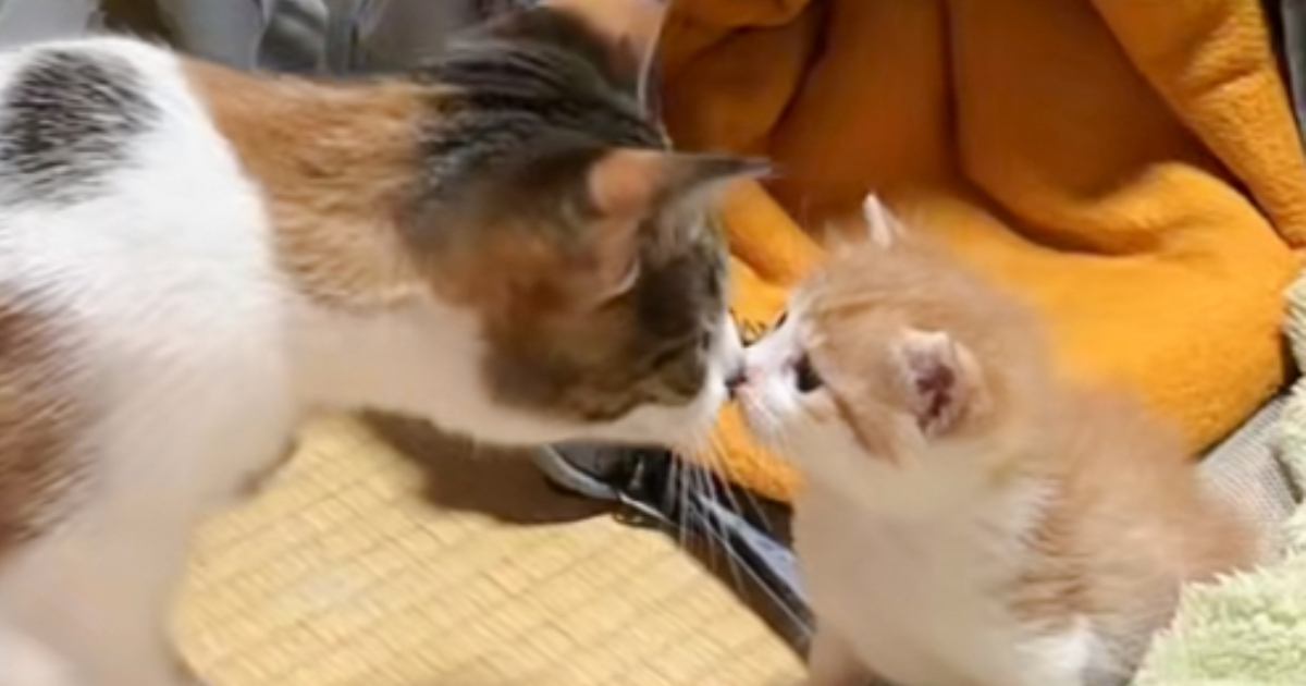 家にやってきたばかりの子猫に……先住猫がとった『まさかの行動』に涙が止まらないと124万再生「感動で泣いた」「優しさにうるうるきた」