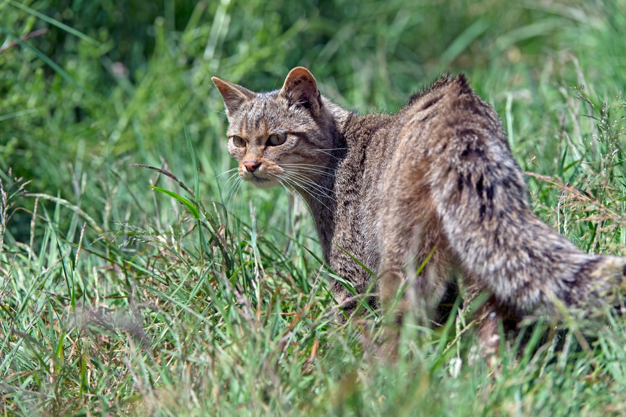 猫の先祖はどんな生物？ミアキスからイエネコまで