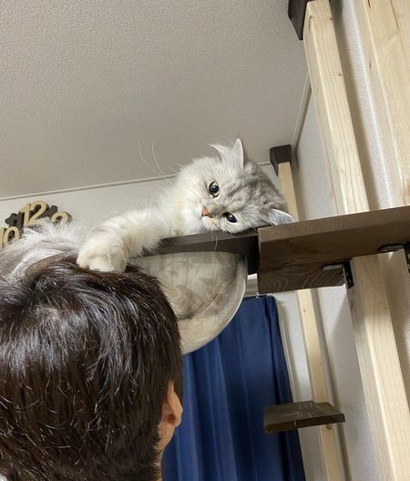 猫にとっての『最高な飼い主』の特徴５つ