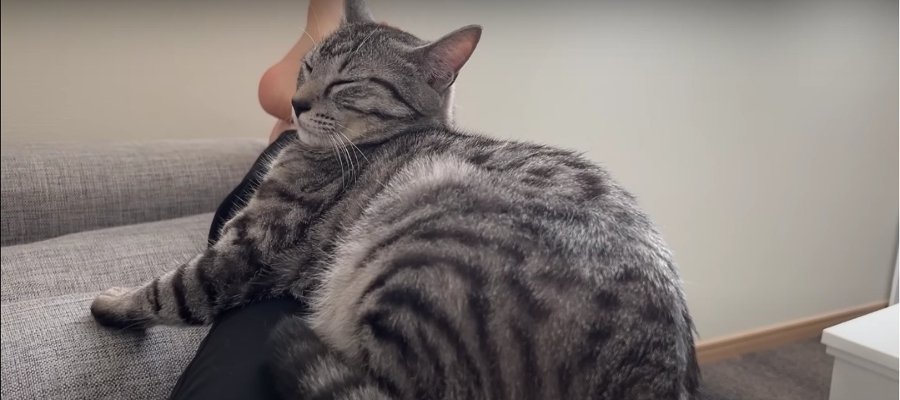 寝ている猫ちゃんに"トントン"のサプライズ♡