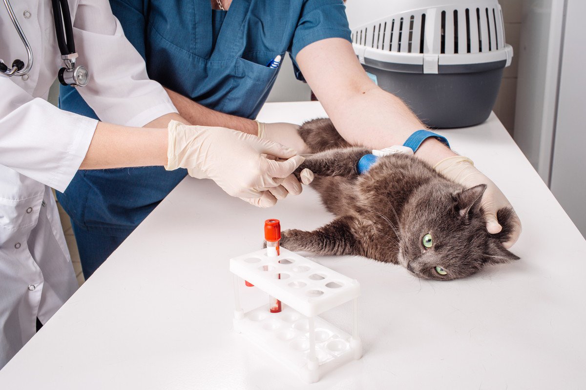 あなたの猫の『血液型』は？調べる方法や知っておくと役立つシーンなど、基礎知識3選