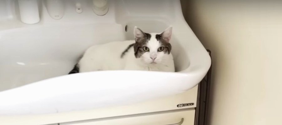 猫に訊く洗面所の使い方。フィードバックが早いCoolな猫ちゃん