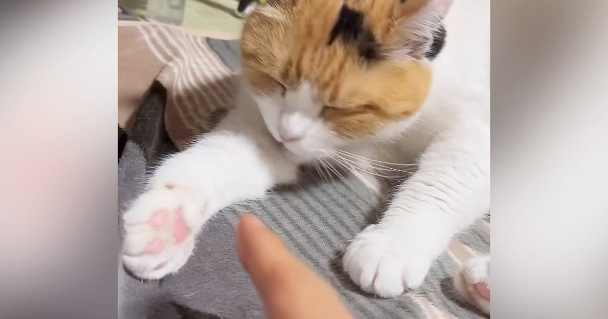毛づくろい中の三毛猫→飼い主が手を近づけたら…とっても優しい行動に「素敵な瞬間をありがとう」「いいね500万回押したい」と反響