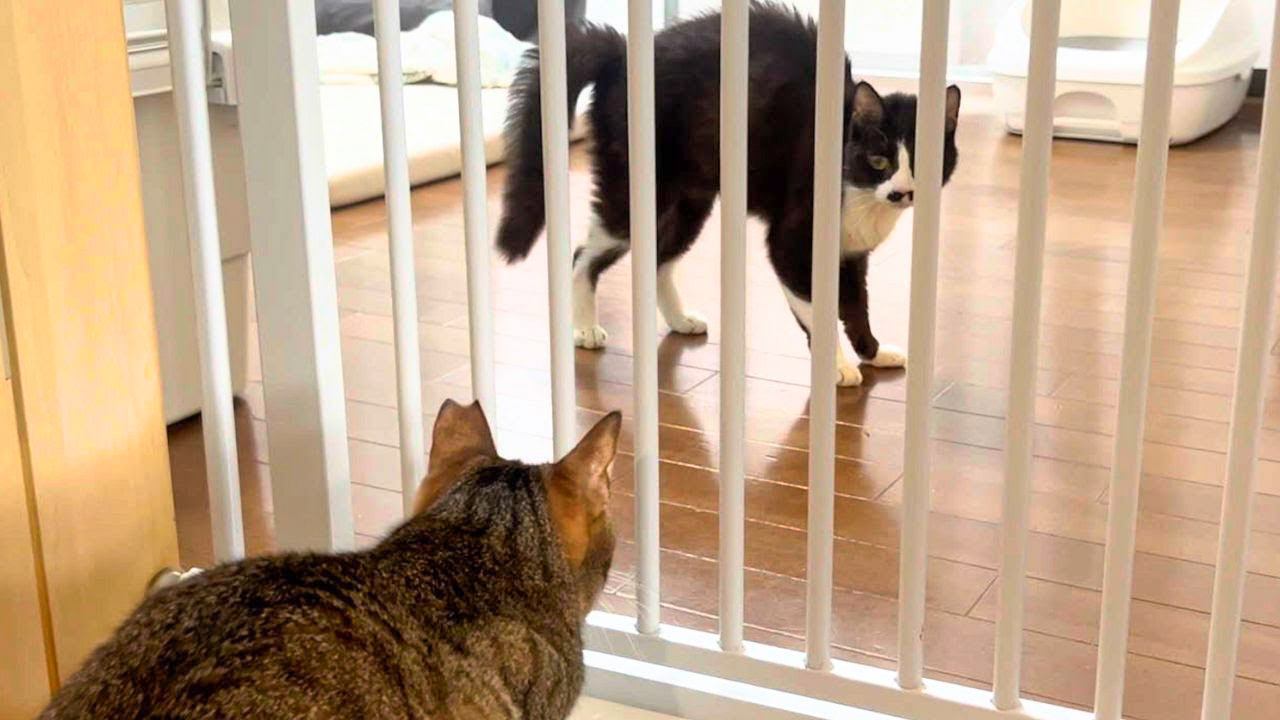 新入り猫が勢いで『先住猫に喧嘩を売ってしまった』結果…指導を受ける様子が笑えると6万3000再生「予想外すぎた」「大物の気配」