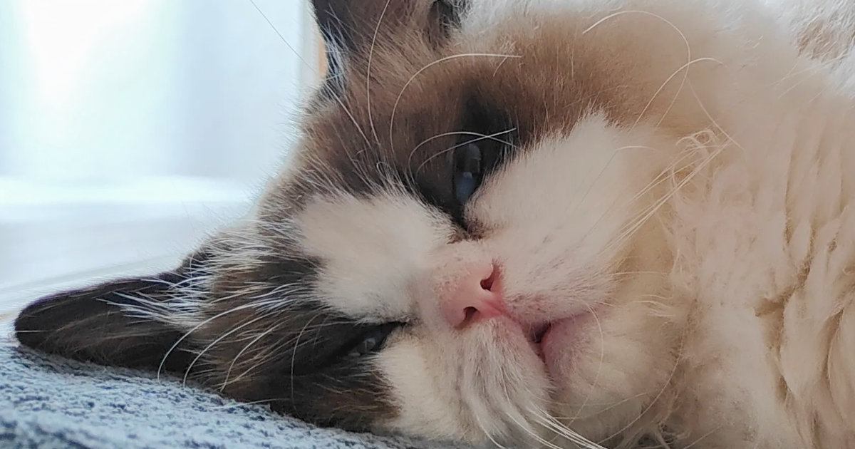 実家で『撫でられまくった猫』→ボサボサの状態で……笑ってしまう『かわいい瞬間』に「満足感あふれる顔ｗ」「起きたら毛繕いするんにゃ…」