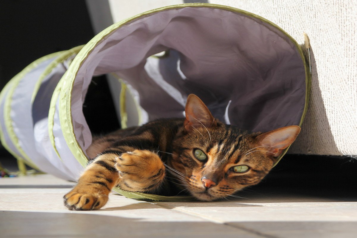 猫が『トンネル』の中に入りたがる理由5選　夢中で遊ぶのはなぜ？安全に使うための注意点まで
