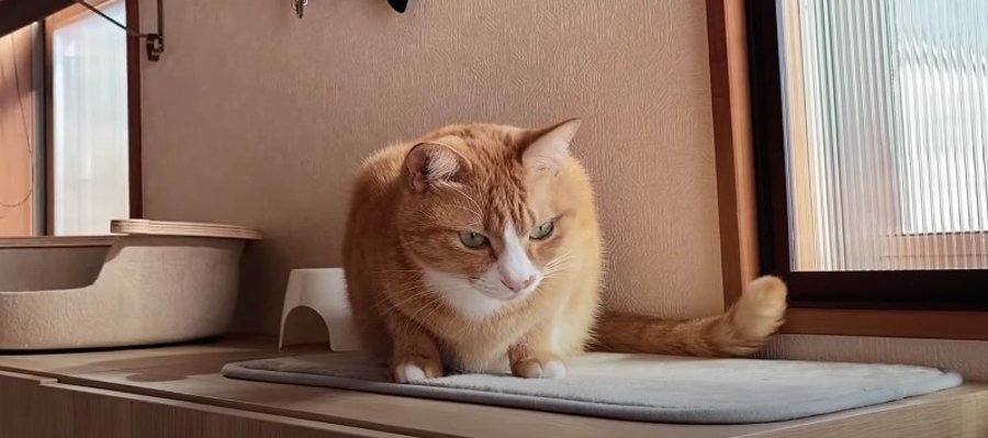 ニャルソックも日向ぼっこもできる家具に大満足な猫ちゃん！