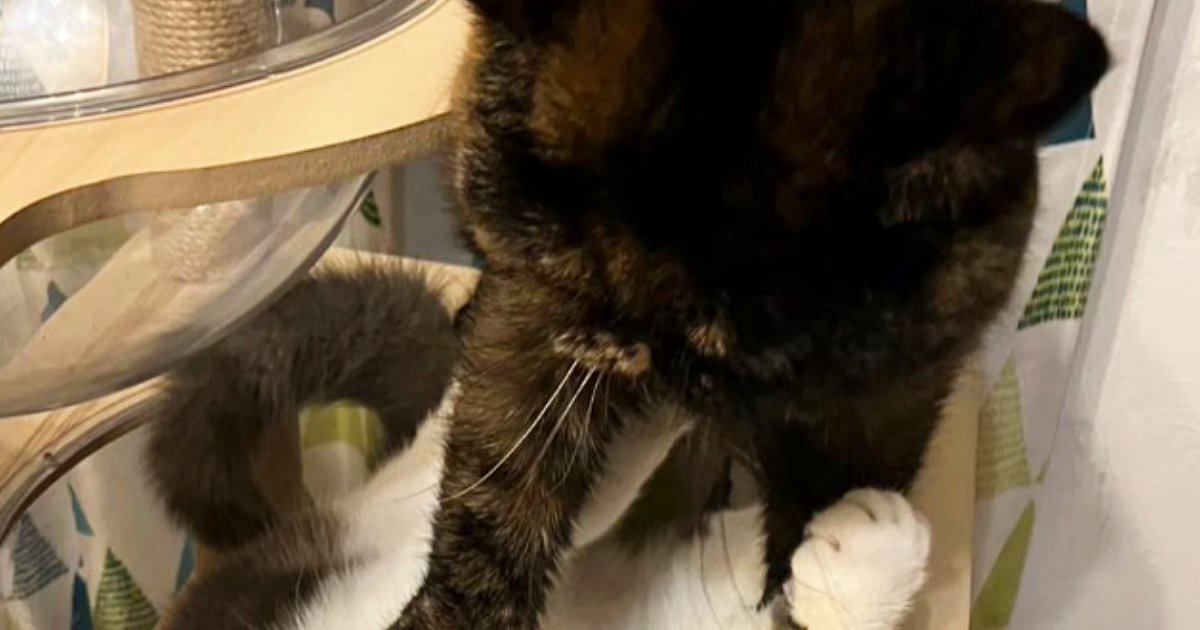 『顔凹んでる』母から送られてきたLINEを見たら、猫が…まさかの光景に「めり込むことあるんだｗ」「ムキュッｗｗ」と爆笑の声