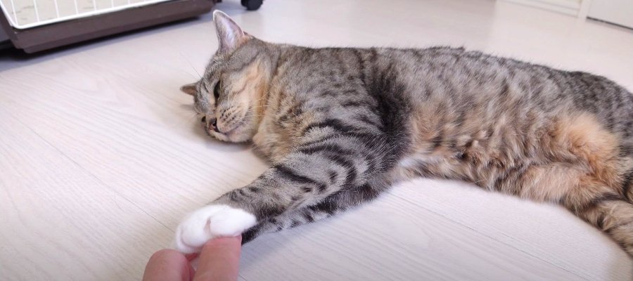 いちばん上は譲れない！猫ちゃんの"こだわり"