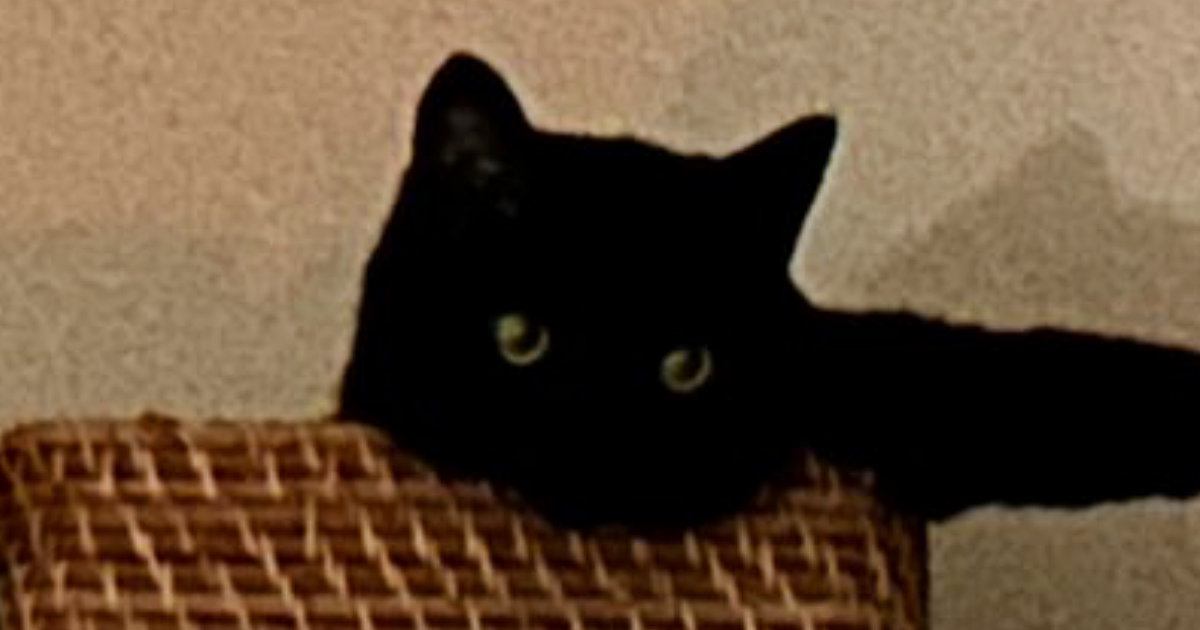 棚の上のカゴの中におさまっていた黒猫…予想外の『かわいいポーズ』に５万いいね「方向を教えてくれてる」「影まで可愛い」とSNSで反響