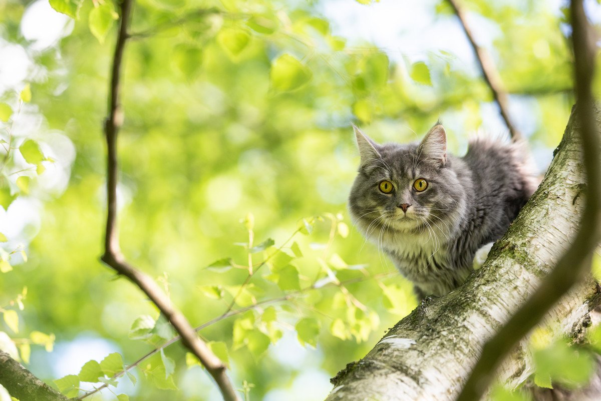 猫の『祖先になった動物』2種　イエネコが誕生するまでの歴史や進化をご紹介