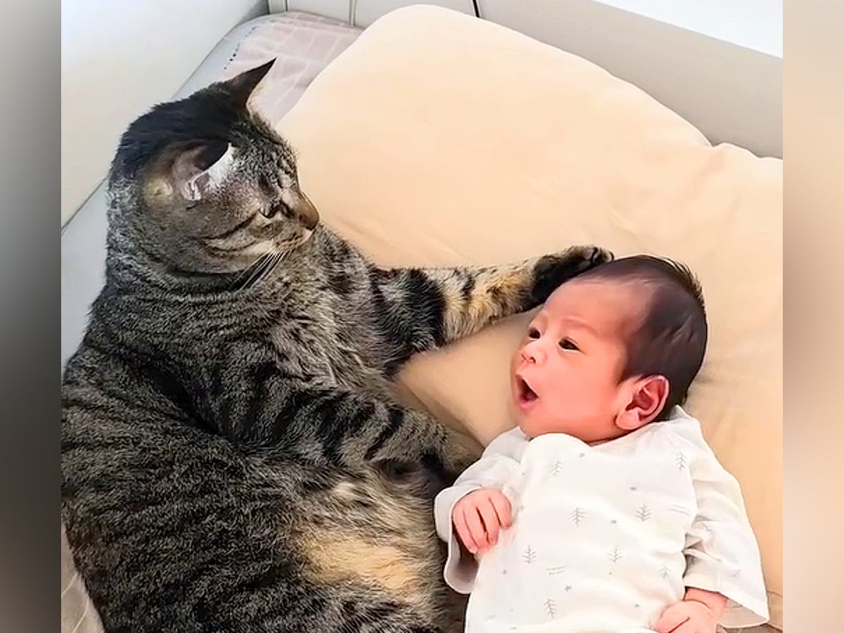生まれたばかりの赤ちゃん→ネコが寄り添って…まさかの『まるで母親のような行動』が115万再生「完全に寝かしつけてる」「お利口さん」