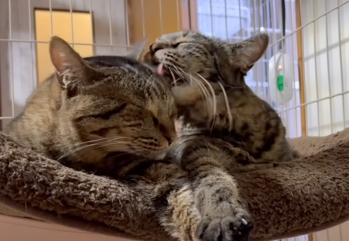 家の中でマーキングが止まらなかった親子猫→見かねた飼い主さんが…素敵すぎる『まさかの決断』に「本当に素晴らしい」「カッコいい」と27万再生