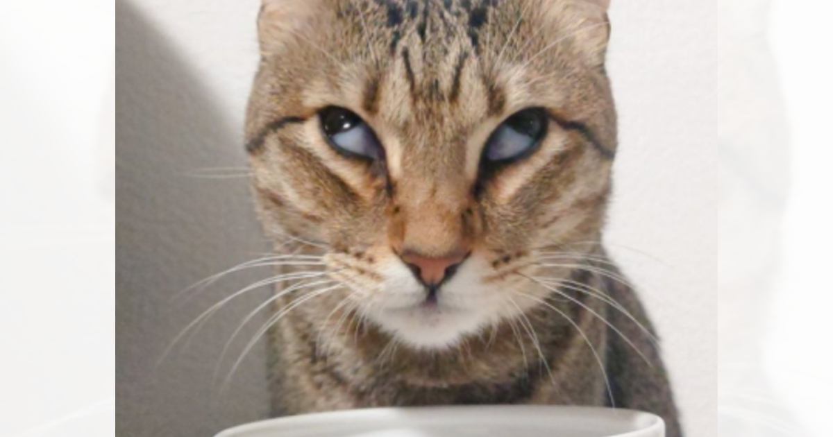ごはんが美味しすぎて、2匹の猫の『表情』が…想定外の『笑撃の光景』に吹き出す人が続出「むりｗｗｗ」「おもしろすぎる」と93万表示