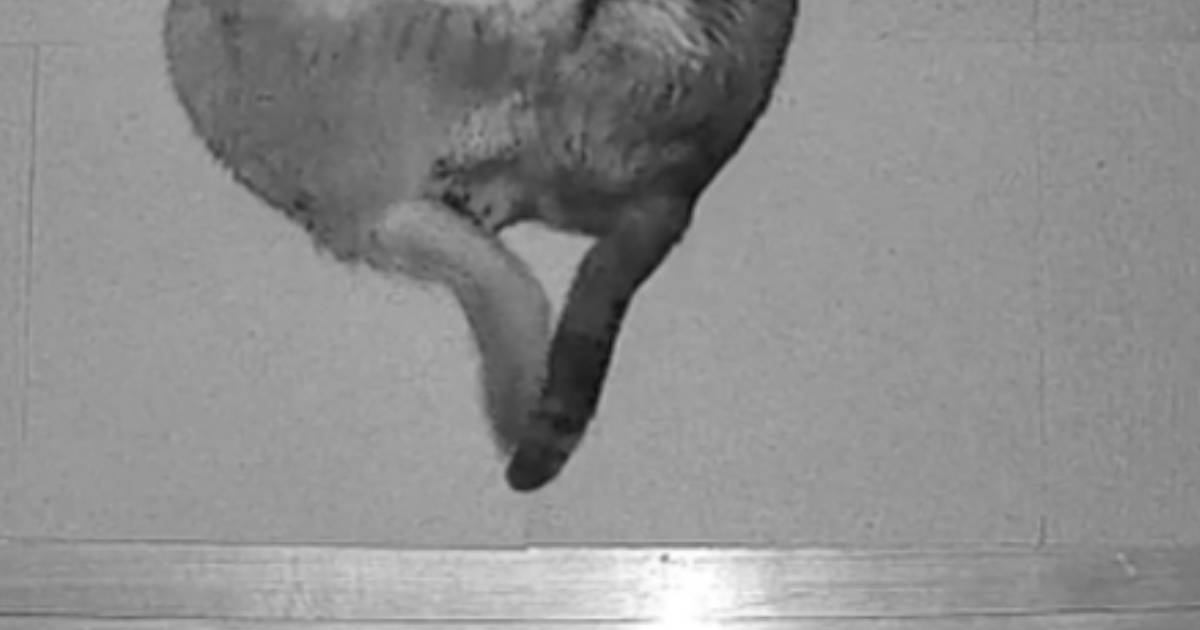 夜中にふと目が覚めて廊下のカメラを覗いたら、『2匹の猫』が…あまりにも可愛すぎる『形』に７万いいねの大反響「でもバトル中？ｗ」