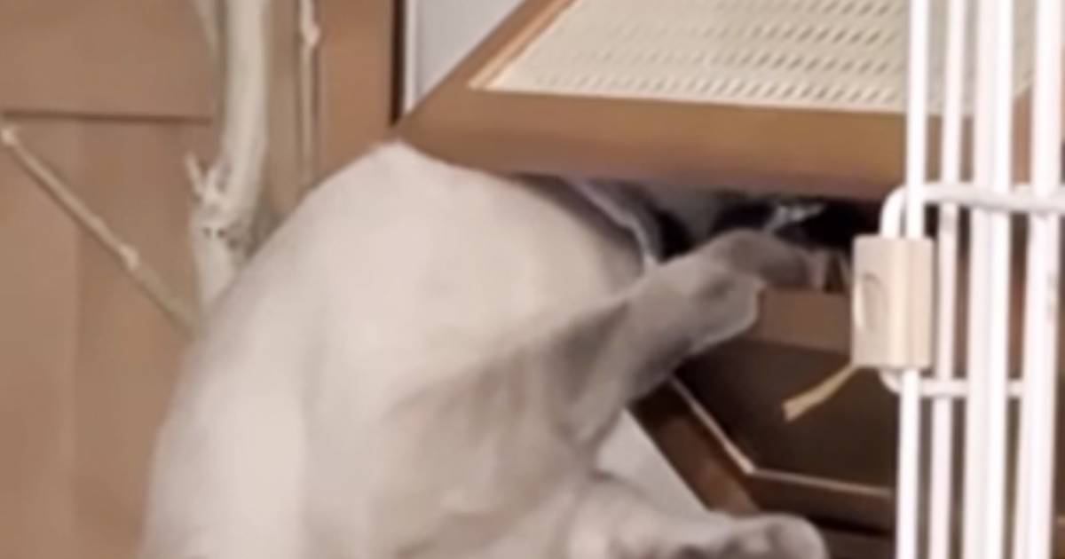 猫が『届かないはずの場所』にある棚→開けられないと思っていたら…衝撃の光景が93万再生「朝から爆笑した」「本当にムキムキだねw」