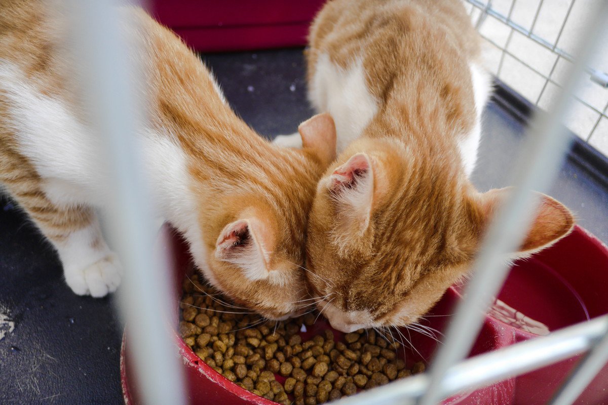 『猫を保護』した直後にやるべきこと3選　注意すべきポイントや必要な準備も解説