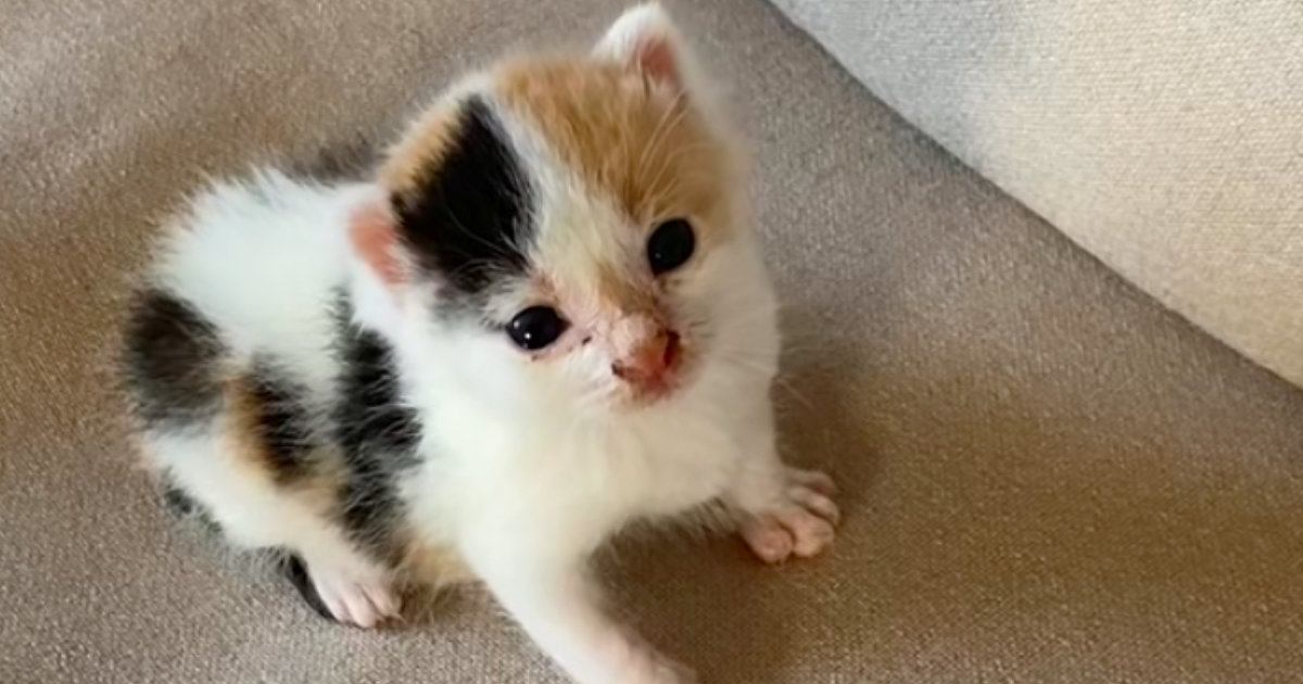 こんなに小さかった『赤ちゃん猫』が、１年後……「いや貫禄ｗ」「立派になったｗ」思わず笑う『劇的なビフォーアフター』が12万再生