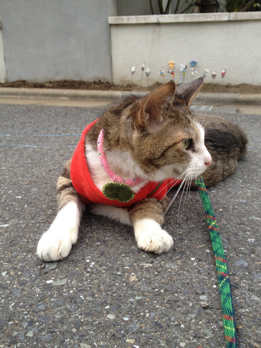 寝てばかりの高齢猫に気分転換を！散歩で猫ちゃんの脳と心をリフレッシュ！