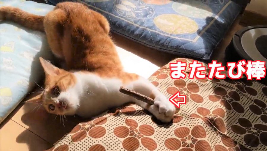 FEVERキャット♪またたび棒に大盛り上がり！