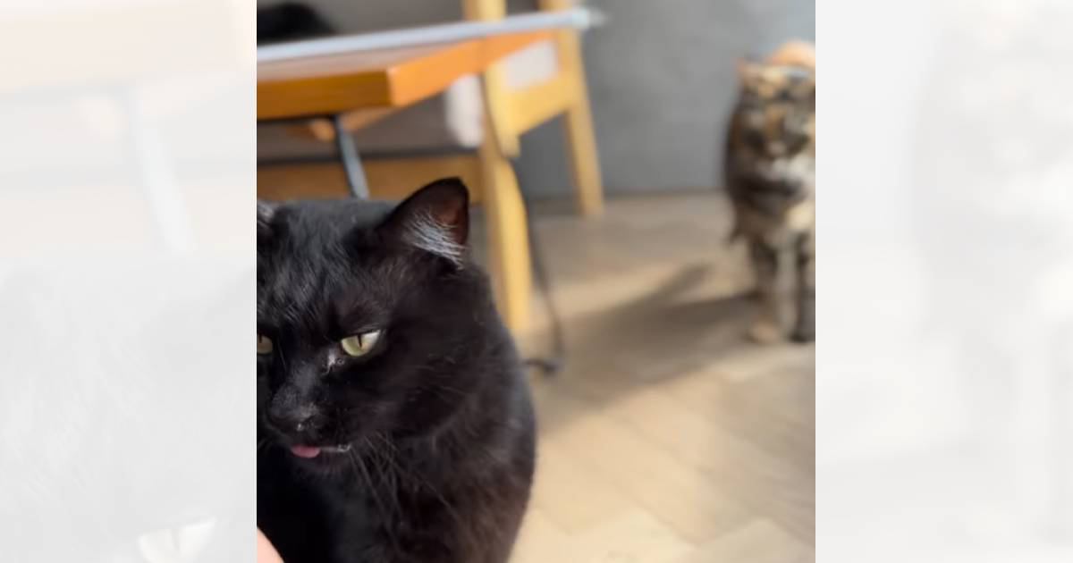 スリスリと甘えていた猫→『背後』を見てみたら…『まさかの瞬間』に爆笑する人が続出「分かりやすいｗ」「お顔がたまらないｗ」