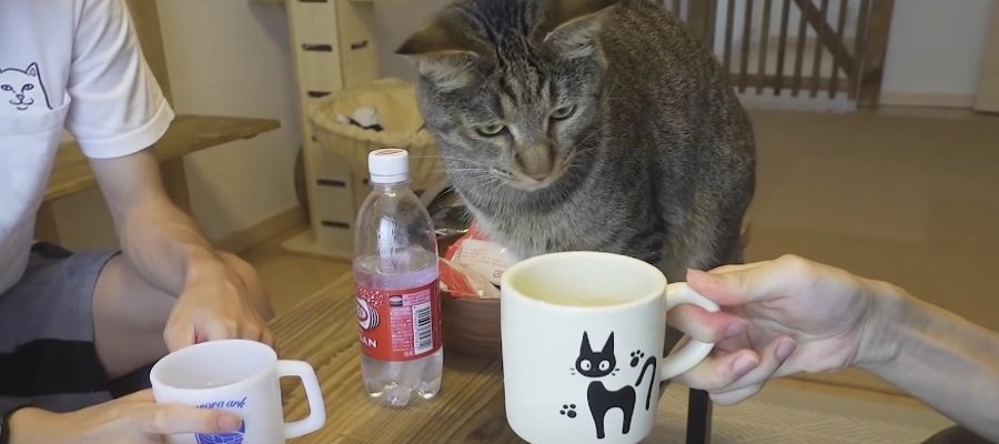 『お客さんがきたー！』飼い主さんの宅飲みに参加しちゃう猫ちゃん