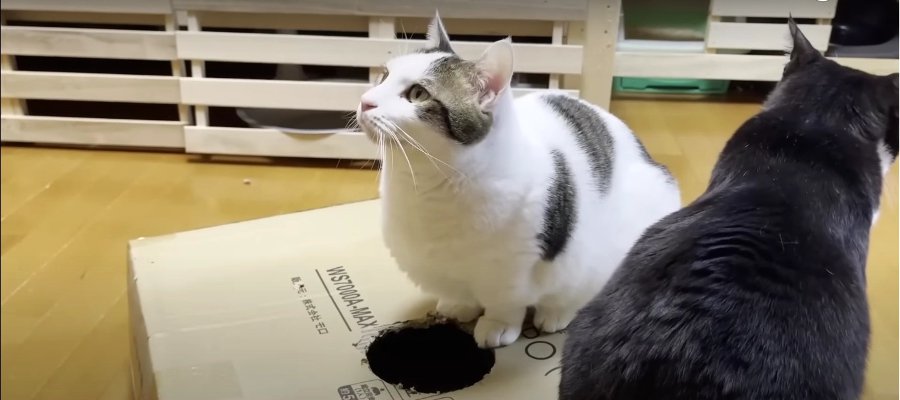 楽しみ方フリースタイル！箱にホールINニャンしたい猫ちゃん