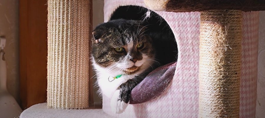 狭い場所は心地良い！自分好みの場所にフィットする猫ちゃんたち