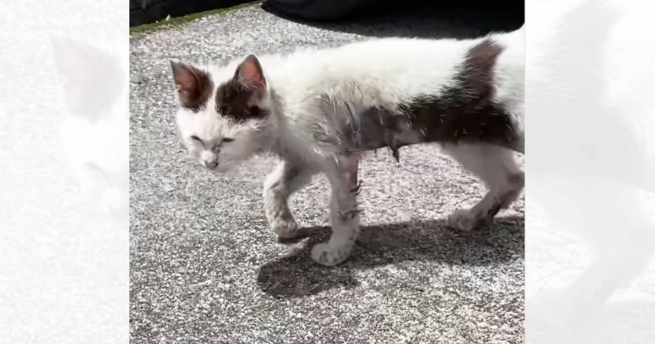 誰からも愛されていなかった『ボロボロの子猫』が保護された結果…激変した現在の様子が泣けると66万再生「よく生きててくれた」「涙が出た」