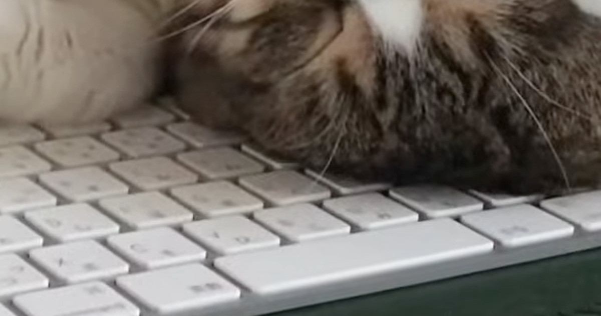 キーボードの上で寝ていた猫→よく見ると『前足の位置』が独特で…クセの強い寝方に「笑いが止まらんｗ」「可愛すぎてたまらないｗ」と20万再生