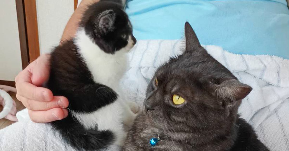 家に来てまだ4日目の『新入り子猫』→先住猫のそばへ行くと……驚きの光景に３万いいね「すごくいい瞬間」「先住ニャンコも素晴らしい」