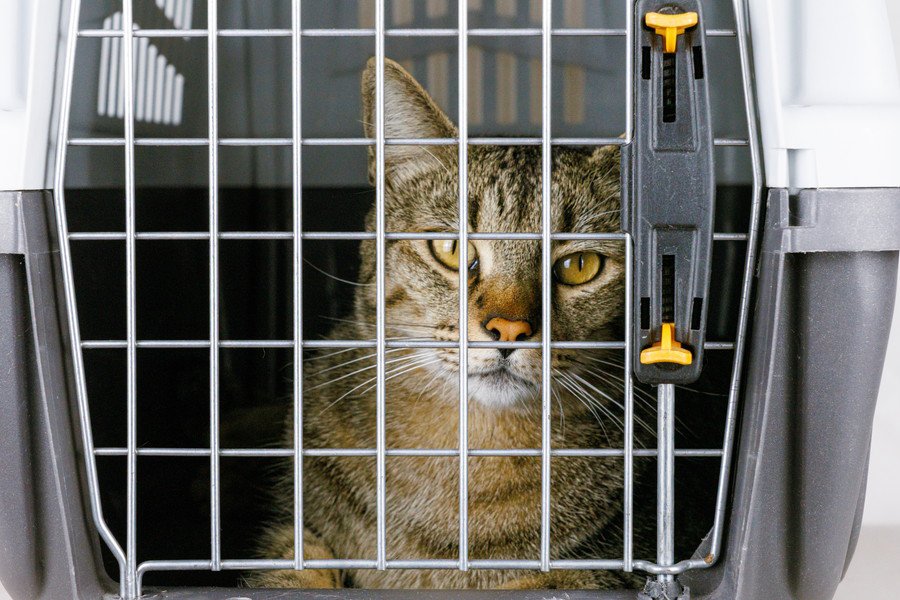 「高齢で病気になり、これ以上飼えない」悲しい手紙とともにペットショップ前に捨てられた猫　　中国