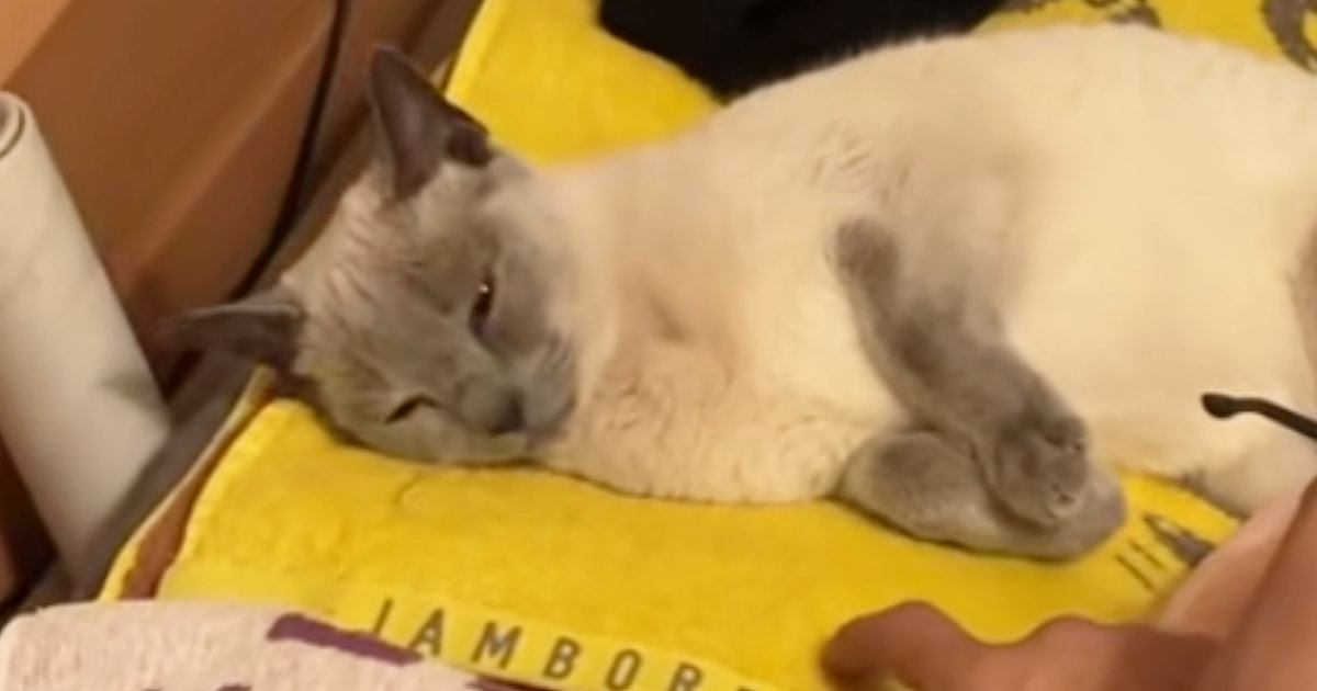 ケージから出たそうにしていた『トライアル2日目の猫』→開けてみると……まさかの光景に「もう心配ないねｗ」「なんという可愛さ」と反響