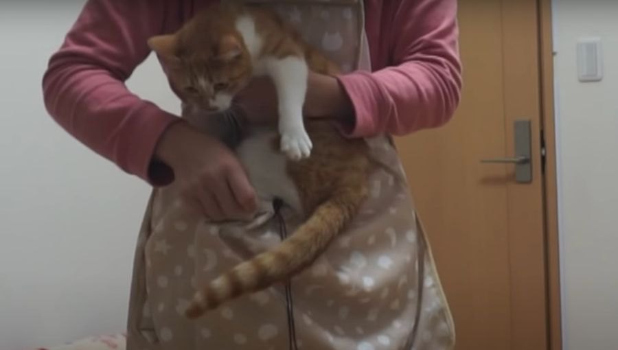 猫ちゃん専用エプロンを使ってみた！猫ちゃんたちの反応は？