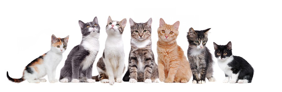 猫の種類の人気ランキングTOP20！海外での人気猫種やその他一覧