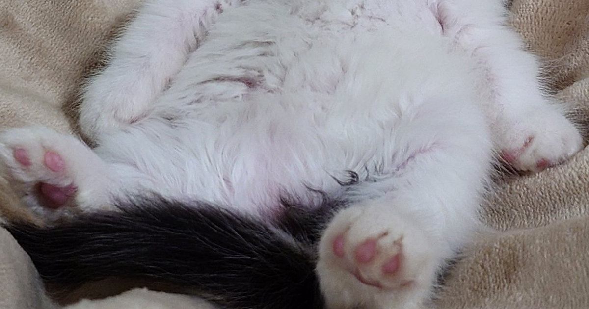 ハンモックの上で『おっさん座りをしていた子猫』→成長した結果…思わず笑顔になる『ビフォーアフター』に「大きくなったねｗ」「成長すごい」