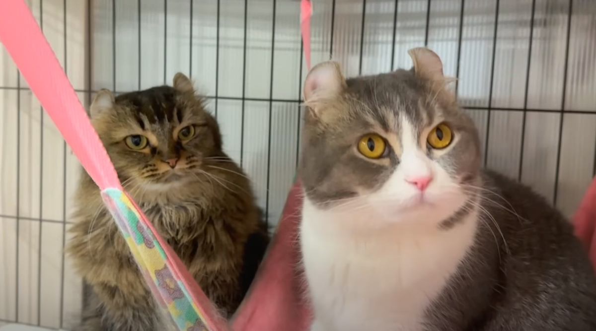 『不機嫌になったママ猫』に…パパ猫がとった『優しさあふれる行動』が感動すると5万再生「愛だね」「ほのぼのした気持ちになった」