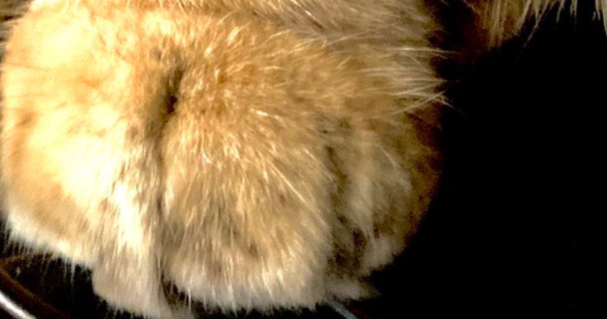 『猫じゃなかったらブチギレられてる』→足元を見ると……笑ってしまう瞬間に７万いいね「猫だから許されるやつｗ」「むしろありがとう」