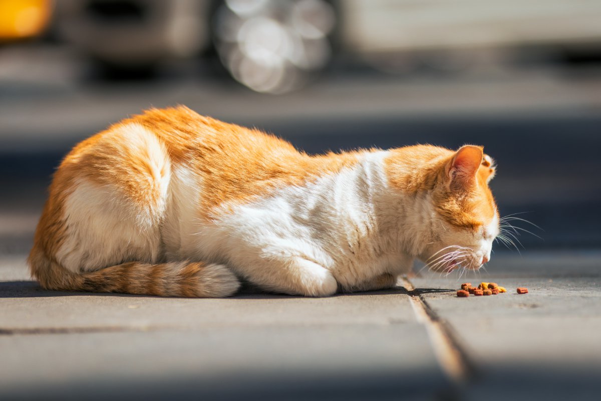 保護した愛猫に別の「飼い主」が！裁判で争われた「猫の親権」　ニュージーランド